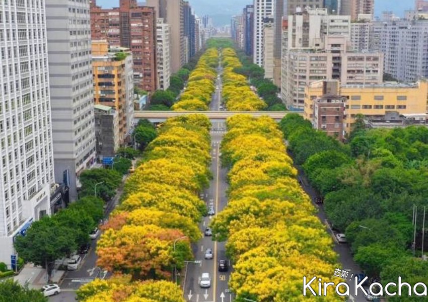 台北市黃金雨、台灣欒樹打卡點 / KiraKacha去啦！