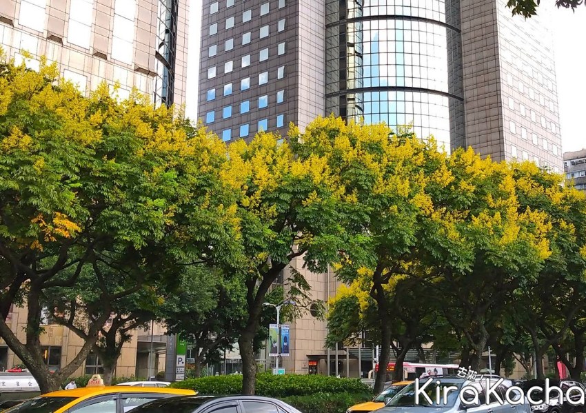 台北市黃金雨、台灣欒樹打卡點 / KiraKacha去啦！