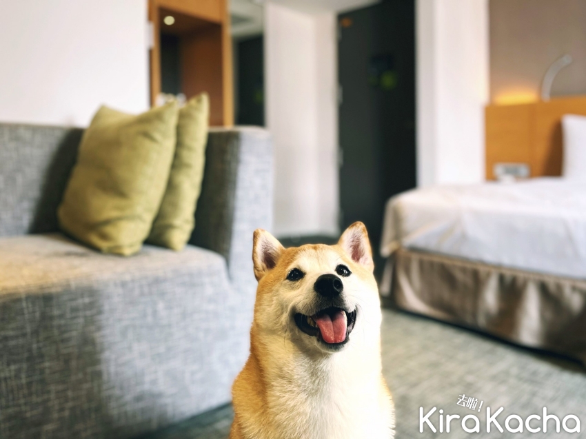 老爺會館-台北林森推毛孩同住專案 / KiraKacha 去啦！