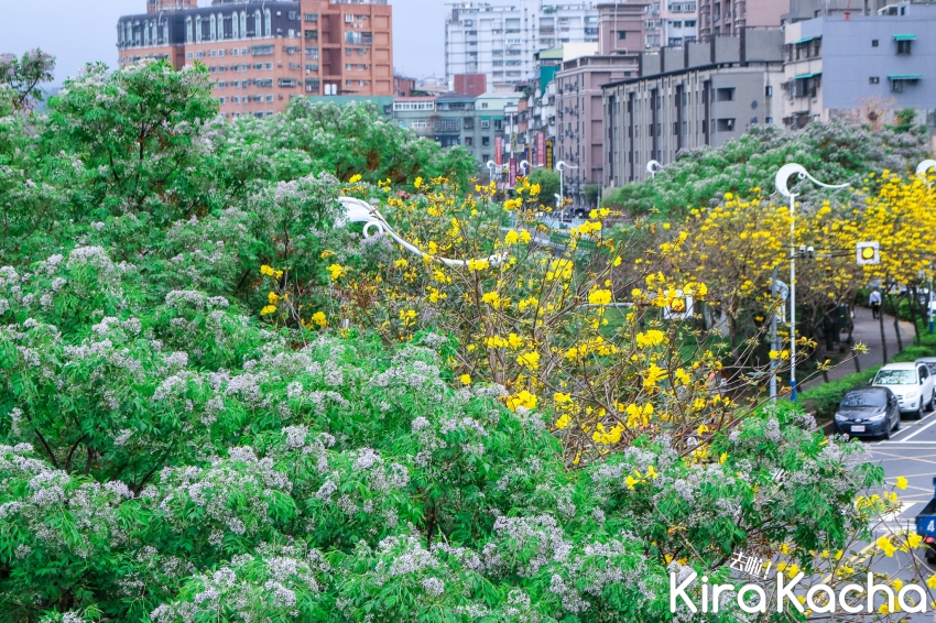 蘆洲鴨母港溝紫藤花/KiraKacha 去啦！探訪旅行