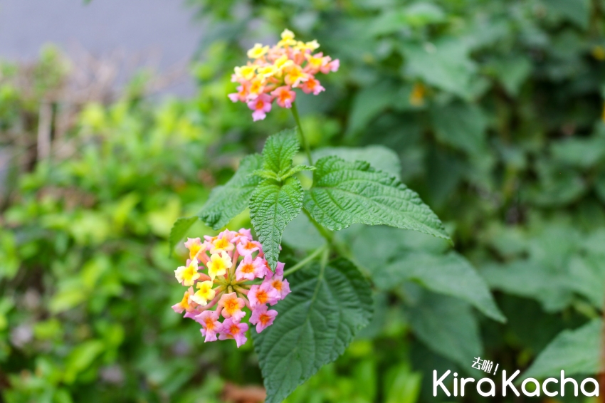蘆洲鴨母港溝紫藤花/KiraKacha 去啦！探訪旅行