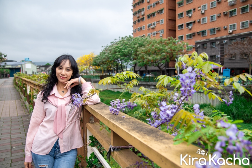 蘆洲鴨母港溝紫藤花/KiraKacha 去啦！探訪旅行