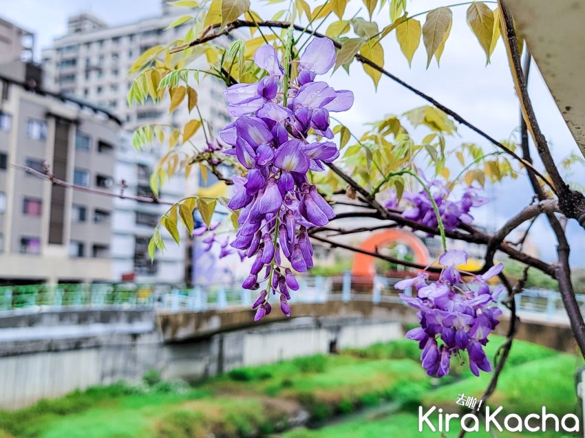 蘆洲鴨母港溝紫藤花/KiraKacha 去啦！探訪旅行