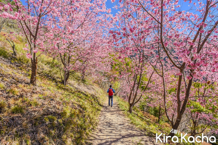 可樂旅遊 賞櫻派對