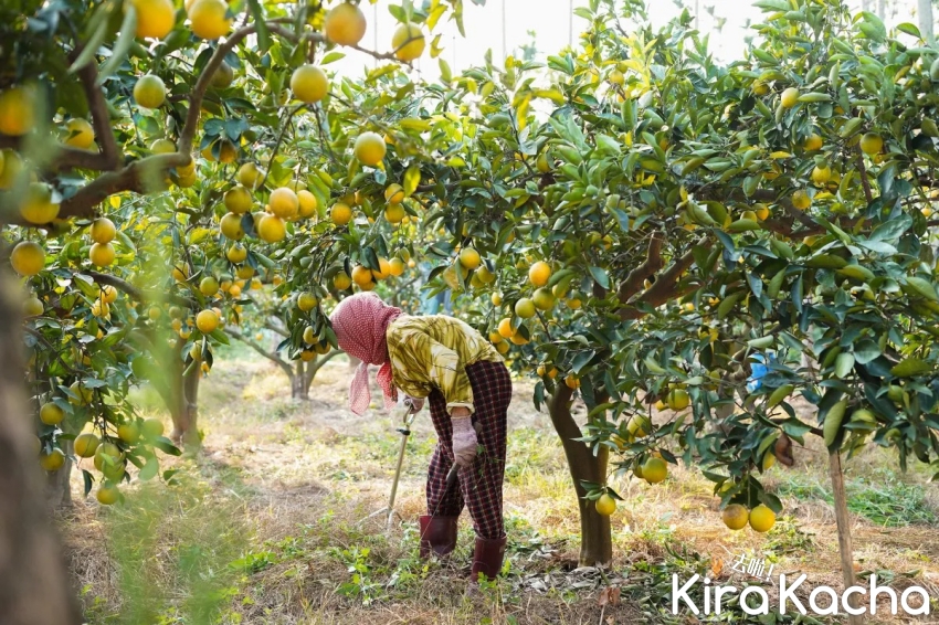 萬波「春橙翡翠」、萬波「春橙愛玉」