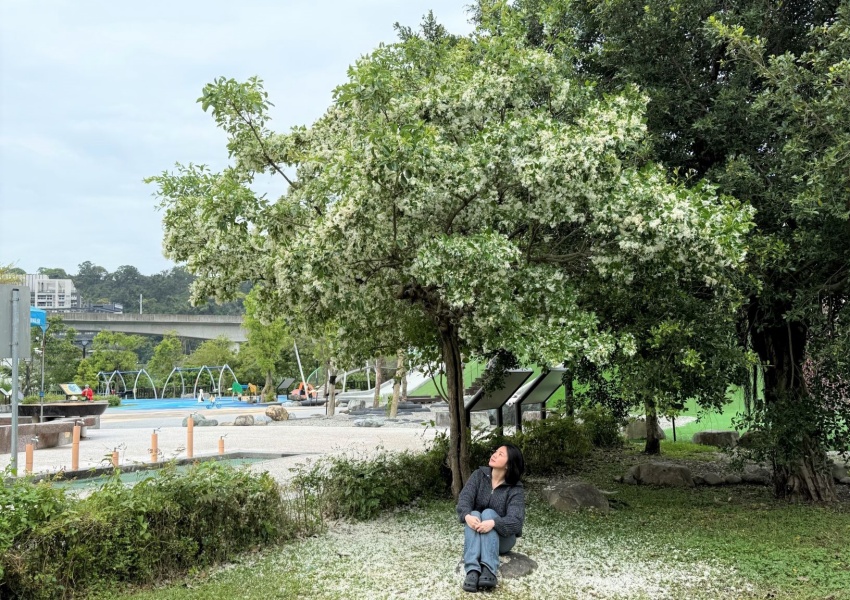 ▲圖片來源：新北高灘處 / 新店陽光運動公園搭捷運步行10分鐘就能欣賞流蘇花海