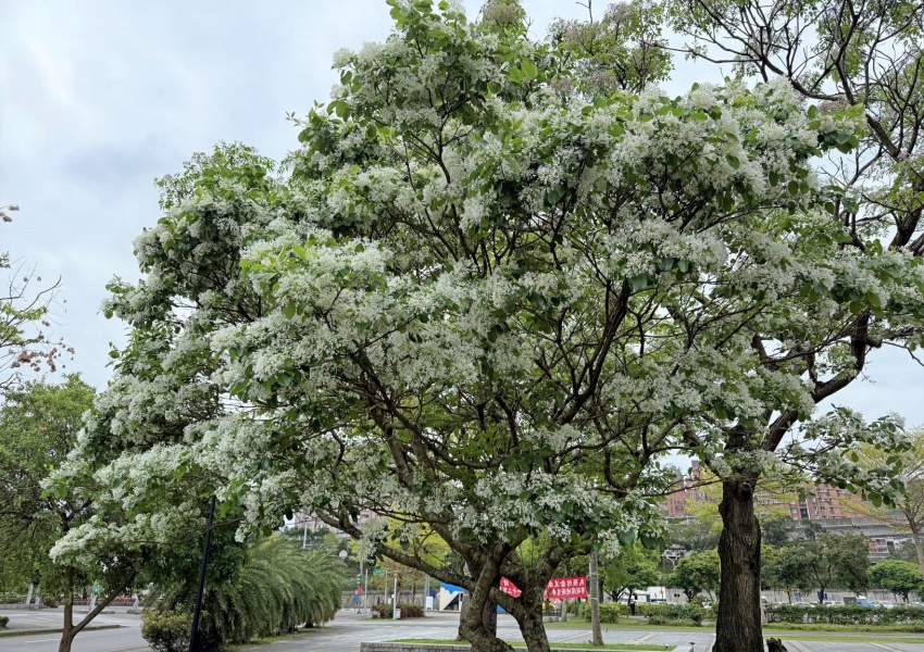 ▲圖片來源：新北高灘處 / 新店賞花秘境！陽光運動公園四月雪盛開，親子一日遊、交通方式一次看懂