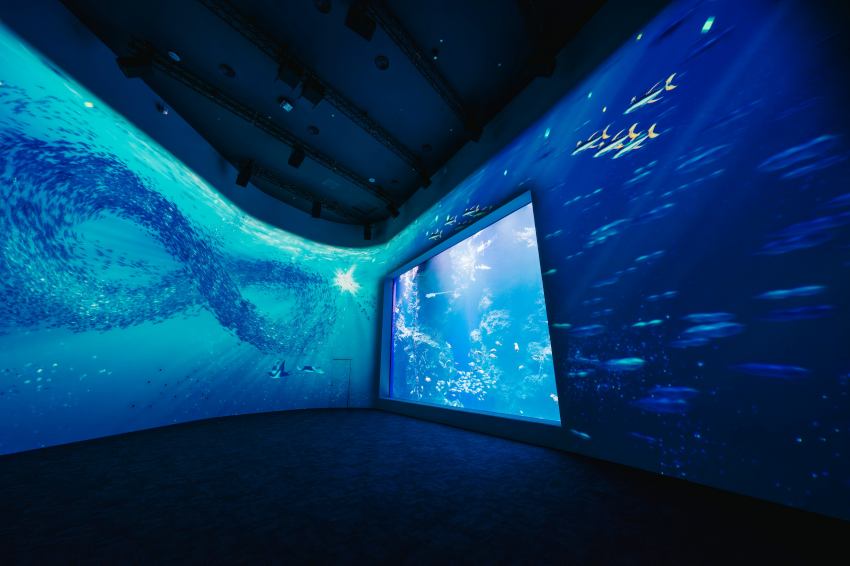 台中港灣新地標「台中海洋館」試營運日期、票價、預約方式懶人包，體驗前所未有的水下視覺饗宴與感動