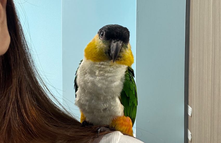 新北飼主必看「非犬貓寵物登記」開跑,限時前500名送300點新北幣再享寵物免費樹葬,一文看懂如何為你的鳥寶、兔子、特殊寵物打造專屬身分證