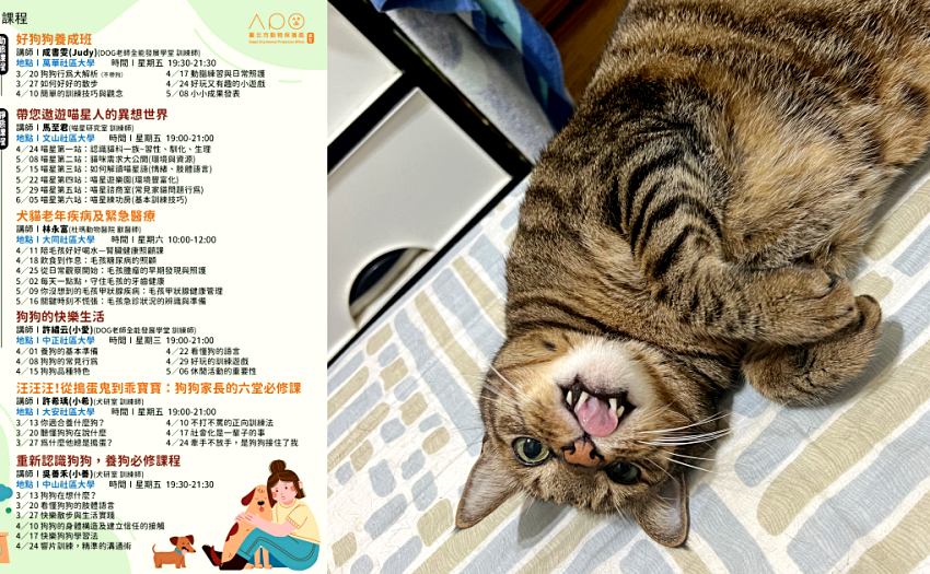文山社區大學開設貓奴專屬課程，教導飼主解讀貓咪情緒與肢體語言