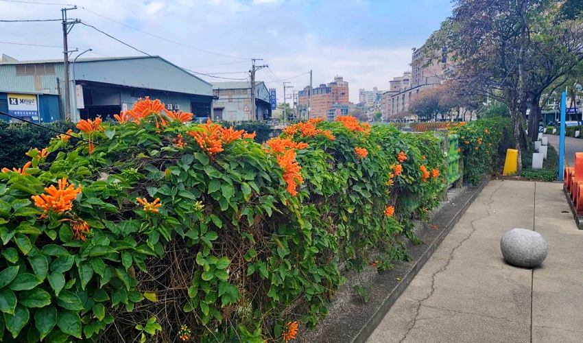 新北賞花秘境！蘆洲鴨母港溝炮仗花牆喜迎春節，暖陽下漫步橘紅瀑布