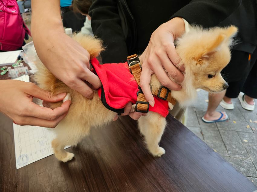 專業醫療人員現場為毛孩提供免費狂犬病預防注射與寵物登記,守護犬貓健康。