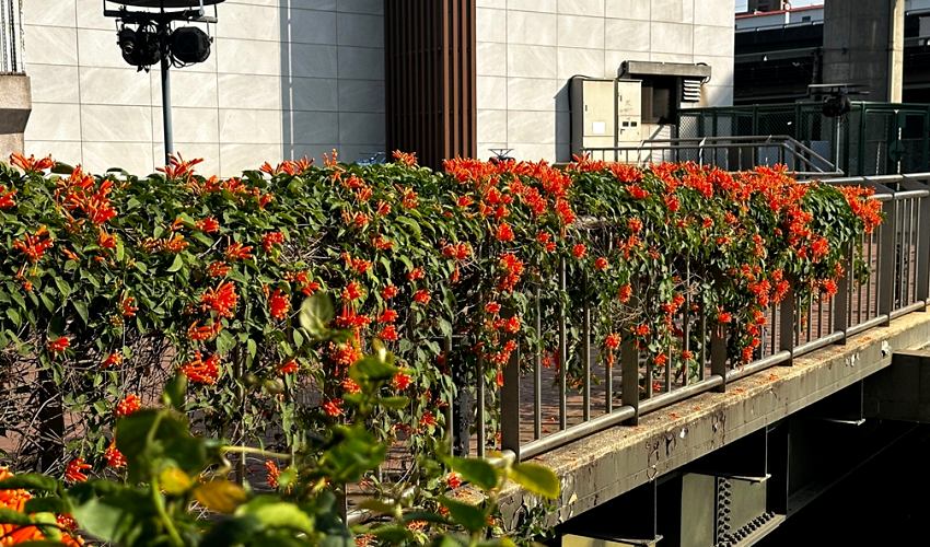 春日暖陽催開橘紅花瀑，蘆洲鴨母港溝成新北走春秘境