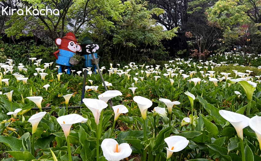 2026竹子湖海芋季開跑!苗榜餐廳夢幻花海步道,必吃暖心竹筍冬瓜雞湯。