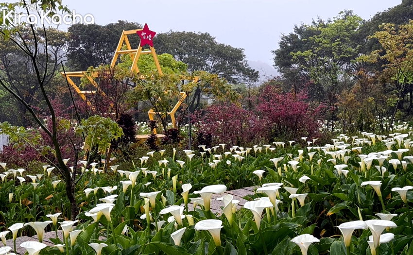 竹子湖海芋季限時美景,造訪最大規模苗榜海芋田,入園費可抵餐費超划算。