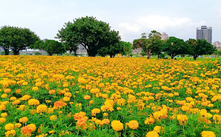 新北大都會公園花海盛開，黃頭扇尾鶯現身吸引大砲攝影組搶拍