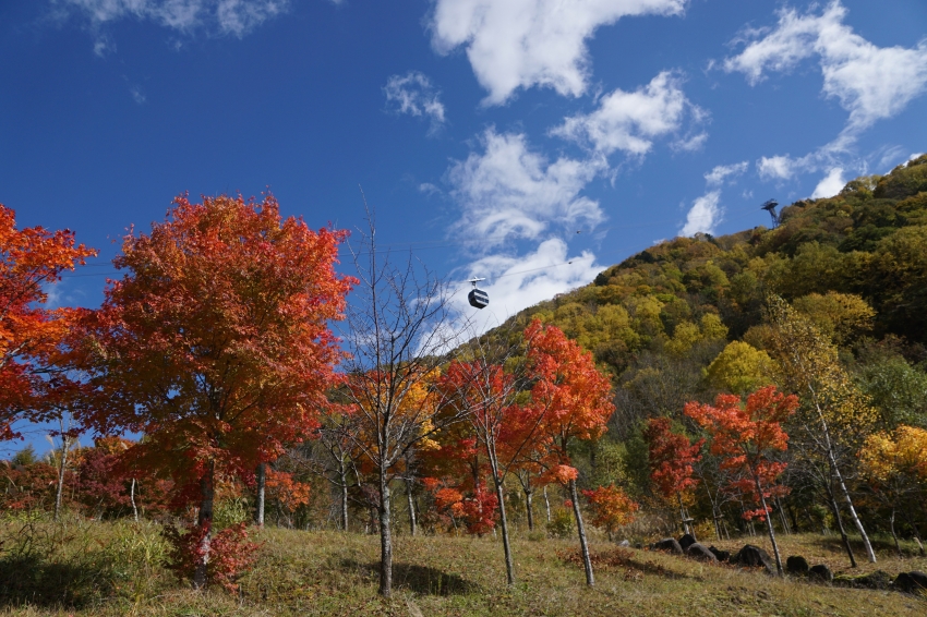 紅葉樹梢映著藍天,纜車從新穗高秋色山林上方經過。