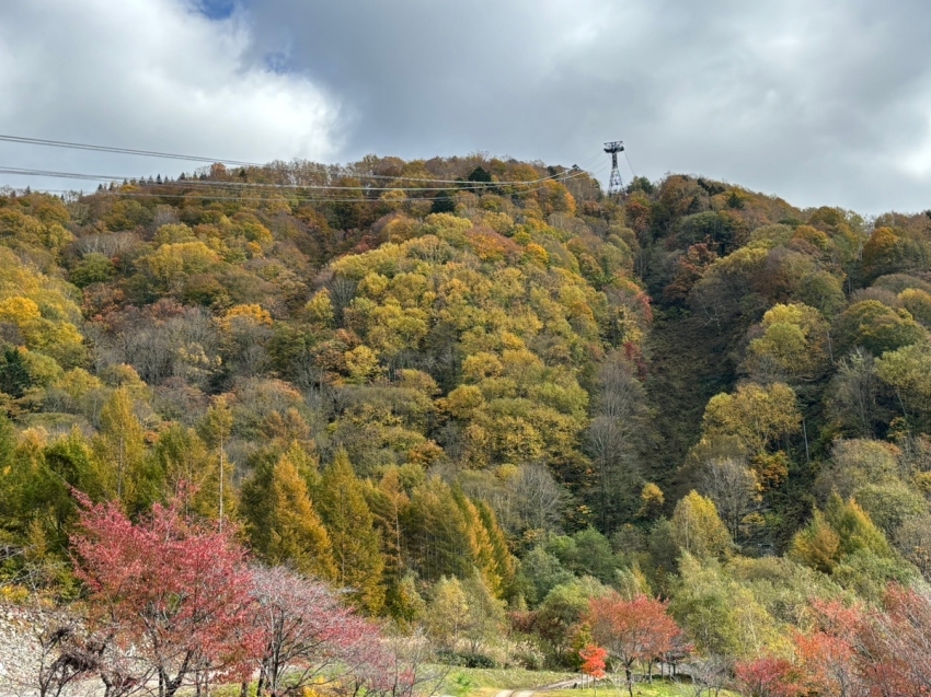 纜索越過黃綠交錯的山林,前景紅葉為新穗高沿線秋色添上鮮明色彩。
