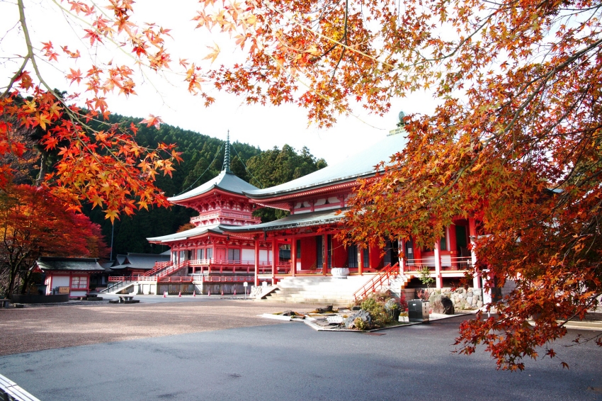 比叡山延曆寺法華總持院東塔與阿彌陀堂映著秋季楓葉。圖／比叡山琵琶湖DMO提供