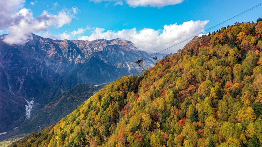 新穗高纜車沿線的黃、紅與綠色樹冠交錯,後方山稜襯出山坡層次。